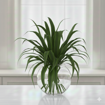 Aspidistra