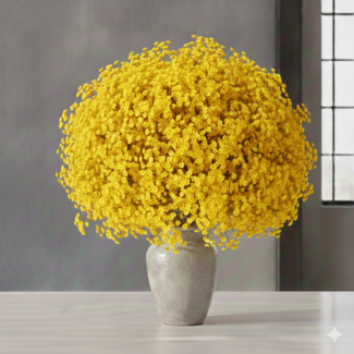 Florimo Fresh Flowers Fresh yellow Gypsophilia | Yellow Gypsophila paniculata Xlence | 40 grams | 25 branches per bunch | Per bunch