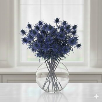 Eryngium