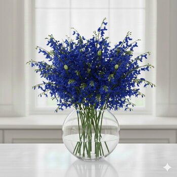 Gentiana