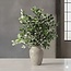 Florimo Fresh Flowers Fresh Pittosporum Ralphi branches | Length 60 centimetres | Per 400 grams