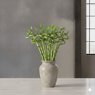 Florimo Fresh Flowers Verse Dracaena sanderiana "Lucky Bamboo" | Lengte 70 centimeter |  10 takken per bos