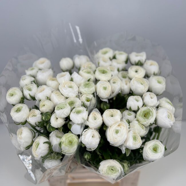 Fresh White Ranunculus | Length 40 centimeters | 10 stems | Available per 10 stems
