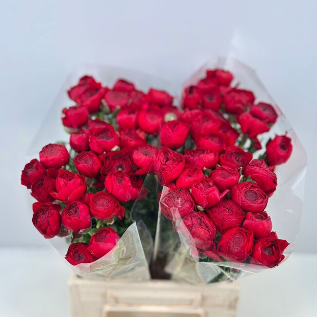 Fresh Red Ranunculus | Length 40 centimeters | 10 stems | Available per 10 stems