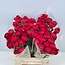 Fresh Red Ranunculus | Length 40 centimeters | 10 stems | Available per 10 stems