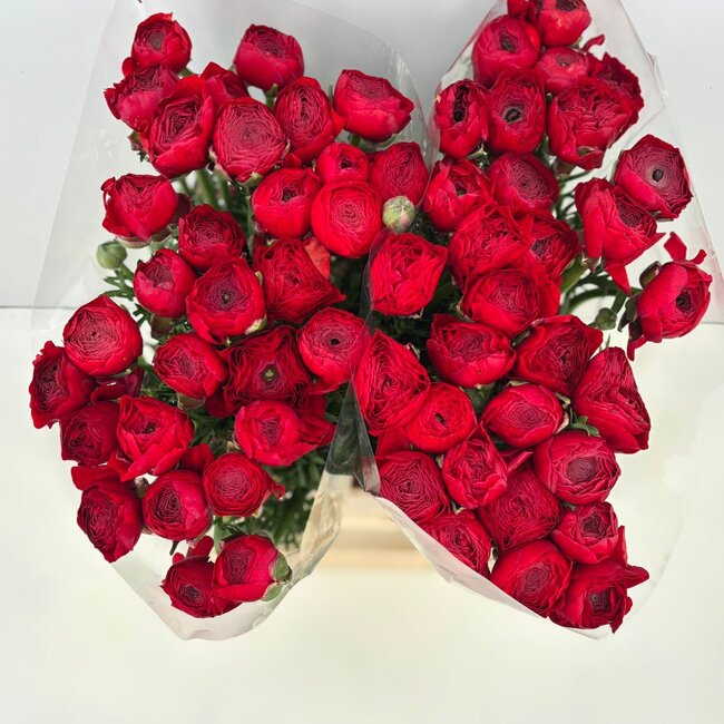 Verse Rode Ranonkels | Lengte 40 centimeter | 10 takken | Per 10 takken te bestellen