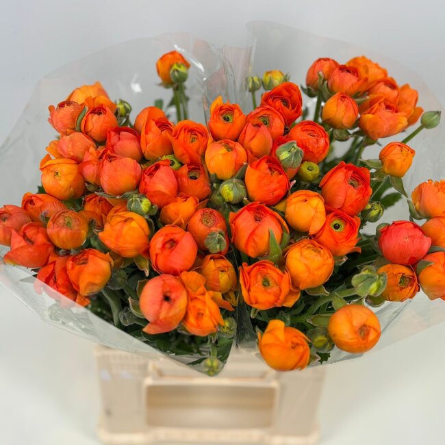 Frische Orange Ranunkeln | Länge 40 Zentimeter | 10 Stiele | Per 10 Stiele zu bestellen