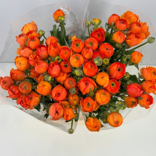 Frische Orange Ranunkeln | Länge 40 Zentimeter | 10 Stiele | Per 10 Stiele zu bestellen
