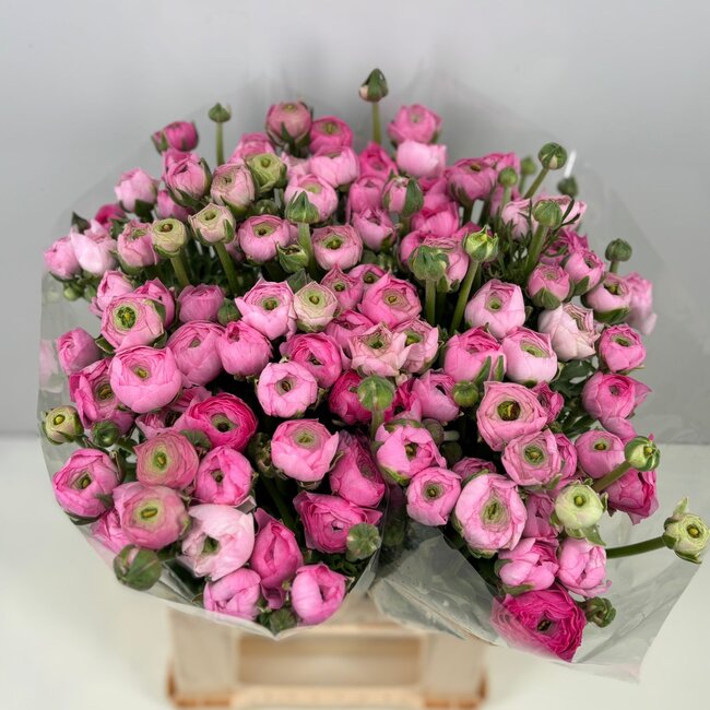 Verse Roze Ranonkels | Lengte 40 centimeter | 10 takken | Per 10 takken te bestellen