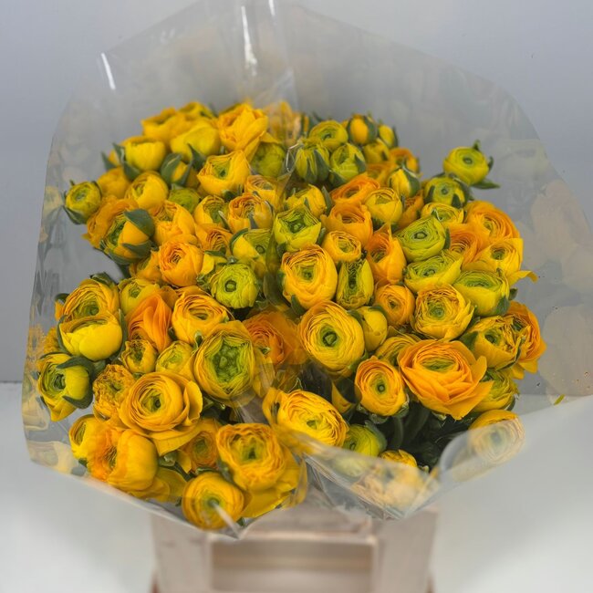 Fresh Yellow Ranunculus | Length 40 centimeters | 10 stems | Available per 10 stems