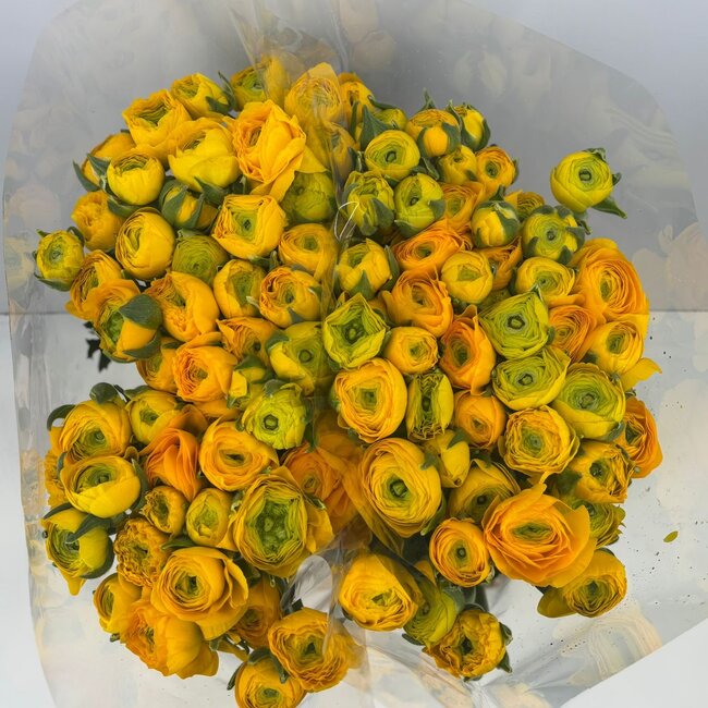 Fresh Yellow Ranunculus | Length 40 centimeters | 10 stems | Available per 10 stems