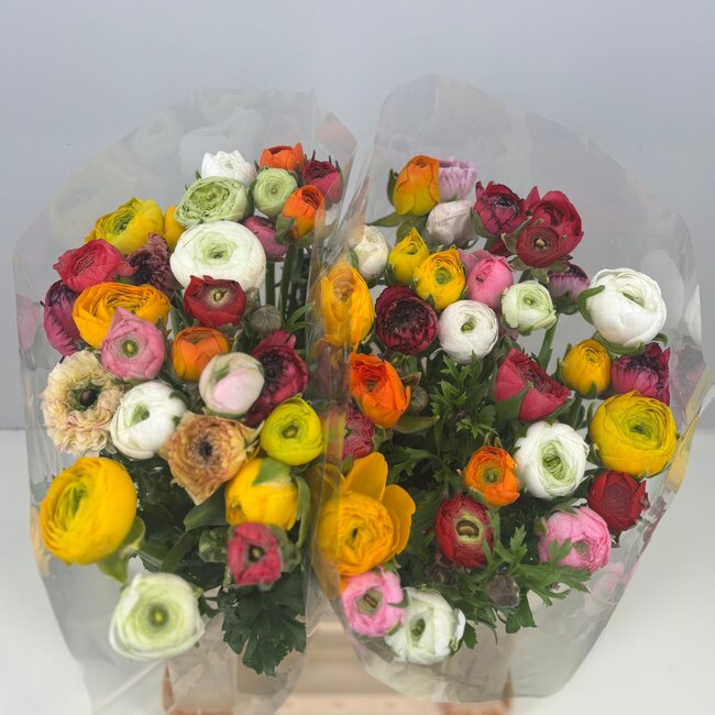 Fresh Ranunculus Mix | Length 40 centimeters | 30 stems | Available per 30 stems