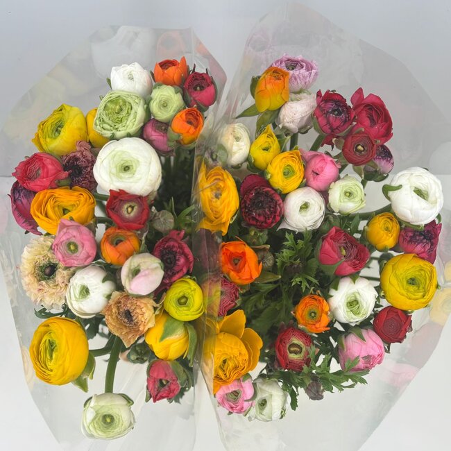 Fresh Ranunculus Mix | Length 40 centimeters | 30 stems | Available per 30 stems