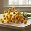 Verse naturel gele craspedia's | Lengte 65 centimeter | Per 25 stuks te bestellen