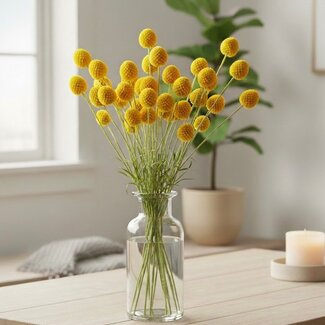 Florimo Fresh Flowers Frische natürliche gelbe Craspedias | Länge 65 Zentimeter | Pro 25 Stück