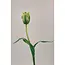 Florimo Fresh Flowers Seiden-Tulpe | 48 cm | Grün | Pro Stück