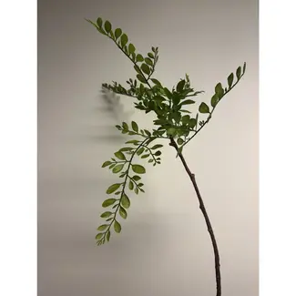 Florimo Fresh Flowers Seiden-Sephora | 70 cm | Grün | Pro Stück