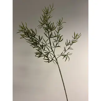 Florimo Fresh Flowers Zijden Asparagus | 83 cm | Groen | Per stuk