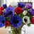 Fresh Anemones