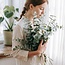 Fresh Eucalyptus Cinerea | 350 - 400 grams per bunch | Length 65 - 70 centimetres | Order by bunch