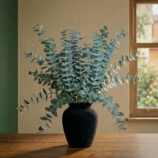 Florimo Fresh Flowers Frischer Eukalyptus Baby Blue | 350 - 400 Gramm pro Strauß | Länge 65 - 70 Zentimeter | Pro Strauß