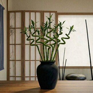 Florimo Fresh Flowers Fresh Dracaena sanderiana "Lucky Bamboo" | Length 70 centimetres | 10 branches per bunch | Per bunch