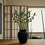 Florimo Fresh Flowers Fresh Dracaena sanderiana "Lucky Bamboo" | Length 70 centimetres | 10 branches per bunch | Per bunch