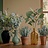 Verse Eucalyptus