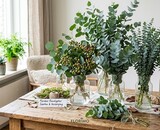 Meer dan Groen alleen: Het Zilveren Geheim van de Perfecte Eucalyptus
