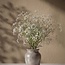 Florimo Fresh Flowers Fresh white Gypsophila | Gypsophila paniculata Xlence | 30 grams | 25 branches