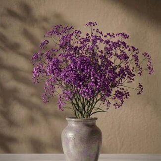 Florimo Fresh Flowers Fresh purple Gypsophilia | Purple Gypsophila paniculata Xlence | 40 grams | 25 branches per bunch | Per bunch