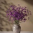 Fresh purple Gypsophila herb | Purple Gypsophila paniculata Xlence | 40 grams | 25 branches per bunch | Order per bunch