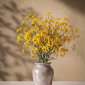Florimo Fresh Flowers Fresh yellow Gypsophilia | Yellow Gypsophila paniculata Xlence | 40 grams | 25 branches per bunch | Per bunch