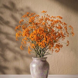 Florimo Fresh Flowers Vers oranje Gipskruid | Oranje Gypsophila paniculata Xlence | 40 gram | 25 takken per bos | Per bos