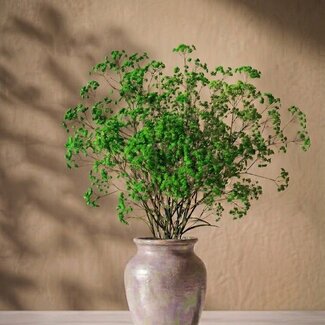 Florimo Fresh Flowers Fresh apple green Gypsophila paniculata | apple green Gypsophila paniculata Xlence | 40 grams | 25 branches per bunch | Per bunch