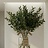 Fresh Holm Oak