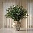 Florimo Fresh Flowers Verse Italiaanse Ruscus | Lengte 65 centimeter | Per 200 gram