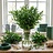 Verse Ruscus