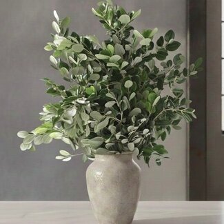 Florimo Fresh Flowers Verse Pittosporum Ralphi takken | Lengte 60 centimeter | Per 400 gram