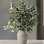 Fresh Pittosporum Ralphi branches | Length 60 centimetres | Available per bunch of 400 grams