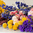 Trockenblumen