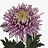 Frische Blumen A - C