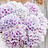 Verse bloemen D - K