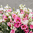 Verse bloemen L - O