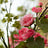 Kunstbloemen P - Z