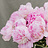 Verse bloemen P - Z