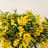 Acacia (Mimosa)