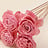 Beauty Rose