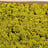 Cladonia (Mossen)