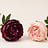 Paeonia (Pioenroos)